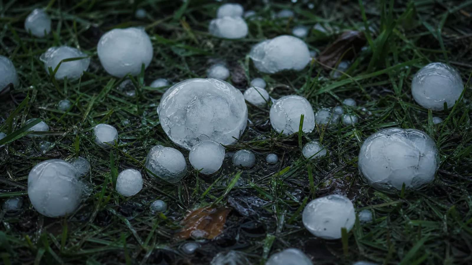 Close-up of hailstones on wet grass; sizes run from roughly marble size to roughly golf-ball size