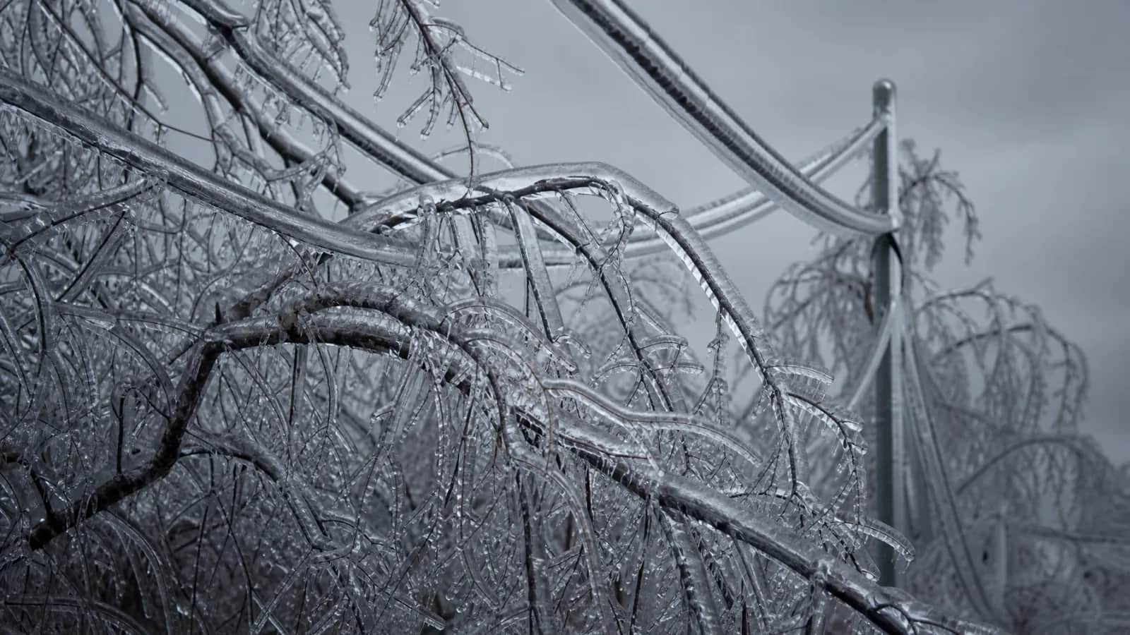 Tree branches and power lines sagging under a thick coating of ice on an overcast day